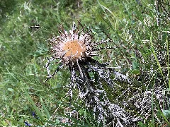 Carline Thistle
