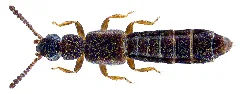 Carpelimus Gracilis (Mannerheim, 1830) (29092450570)