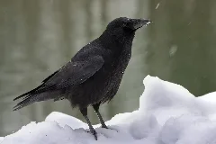 Carrion Crow Corvus Corone