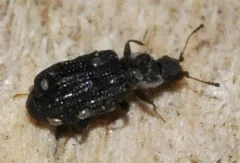 Cartodere Nodifer 01 Fws