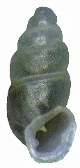 Carychium Tridentatum (Risso,1826) (5585856918)