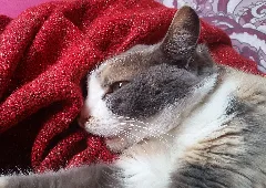 Cat Kneading And Sucking Blanket 2