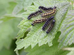 Caterpillars Of Aglais Urticae (Nymphalidae) (10491517934)