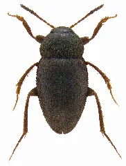 Catops Fuliginosus