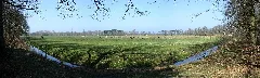 Cattle On A Pasture Near Koserow