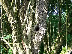 Cavity In A Common Elder