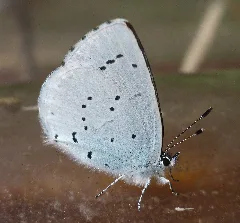 Celastrina Argiolus De Ni 02