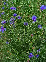 Centaurea Cyanus 0001