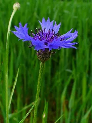 Centaurea Cyanus 0002