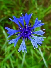 Centaurea Cyanus 0003