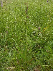 Cephalanthera Damasonium 09