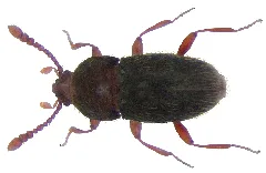 Cephennium Gallicum (Ganglbauer, 1899) (4225199127)