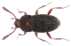 Cephennium Gallicum (Ganglbauer, 1899) (4225199127) (2)