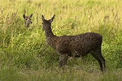 Cervus Elaphus Lc0265