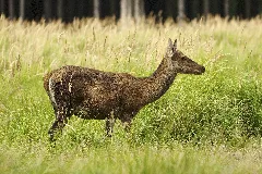 Cervus Elaphus Lc0266
