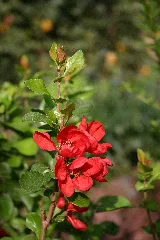 Chaenomeles