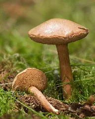 Chalciporus Piperatus Lc0182