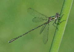 Chalcolestes Viridis Qtl1