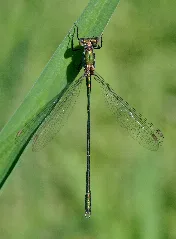 Chalcolestes Viridis Qtl2