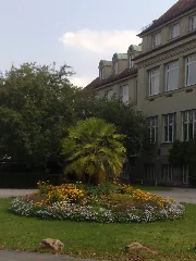 Chamaerops Humilis München