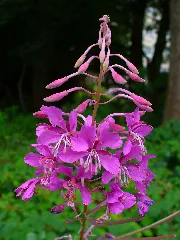 Chamerion Angustifolium 002