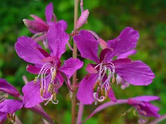 Chamerion Angustifolium 003