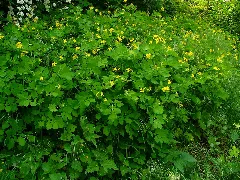 Chelidonium Majus 001