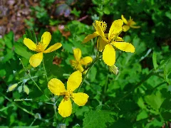 Chelidonium Majus 002