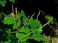 Chelidonium Majus 003