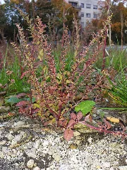 Chenopodium Polyspermum Sl1