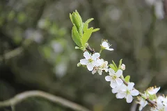 Cherry Tree Flower Panoramio