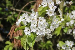 Cherry Tree Flowers Panoramio (1)