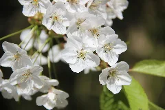 Cherry Tree Flowers Panoramio