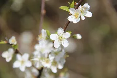 Cherry Tree Flowers Panoramio (2)