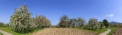 Cherry Trees Sasbach 04