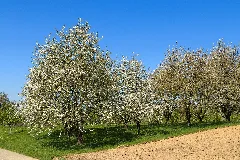 Cherry Trees Sasbach 05