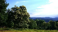 Chestnuts Panoramio