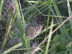 Chiasmia Clathrata (Geometridae) (11498621096)