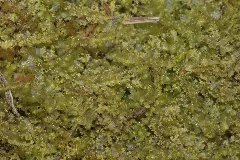 Chiloscyphus Minor (A, 153831 482549) 0278