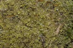 Chiloscyphus Minor (A, 153831 482549) 0279