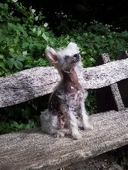 Chinese Crested Dog Hairy Hairless