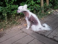 Chinese Crested Dog Hairy Hairless Seitenansicht