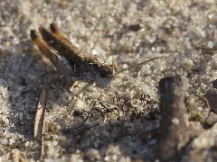 Chorthippus ??? (11136576723)