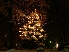 Christmas Tree In Fischerhude
