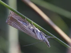 Chrysoteuchia Culmella (11498678493)
