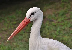 Ciconia Ciconia Qtl1