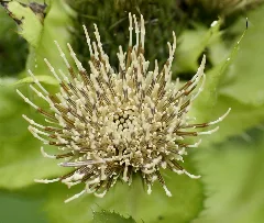 Cirsium Oleraceum (L.) (8000237609)