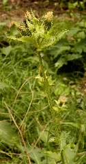 Cirsium Oleraceum (L.) (8000239128)