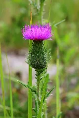 Cirsium Vulgare 6214