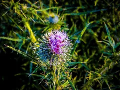Cirsium Vulgare Habitus, Gewöhnliche Kratzdistel (9247093730)